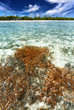 tropical coral reef in a beautiful lagoon