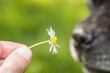 Dog and Daisy