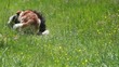 chiens