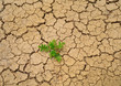 Foto: Dry soil background Dry soil background