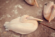 Photo: pelican pelican