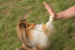 agility dog