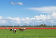 Cows and windturbines