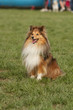 agility dog