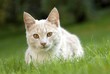 hauskatze