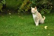 hauskatze
