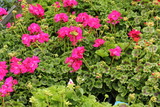 flowers exhibition