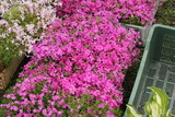 flowers exhibition