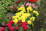 flowers exhibition