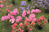 flowers exhibition