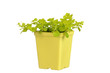 Gold creeping jenny in yellow pot