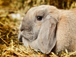 Lop-earred Rabbit