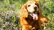 English Cocker Spaniel on the Flowers