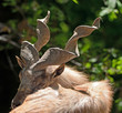 Markhor - Capra falconeri