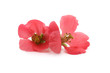 Photo: fleur fleur