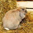 Lop-earred Rabbit