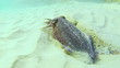 Wild catfish hiding and running in the clean blue water