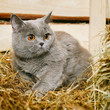 British Shorthair Cat