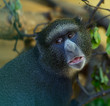 chimpanzee Closeup