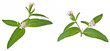 Flower Rebaudiana