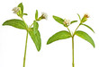 Blossomed Rebaudiana