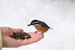 Black-Capped Chickadee Feeding