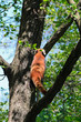 Panda minore o Panda rosso - Ailurus fulgens