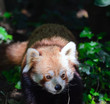 Panda minore o Panda rosso - Ailurus fulgens