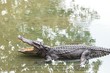 Fresh water adult crocodile from Thailand