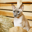 Peterbald on Hayloft