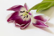Verblühte Tulpe