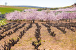 vineyard and cherry blossoms in spring. RGB