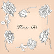 Set Of Linear Drawing Roses