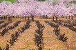 vineyard and cherry blossoms in spring. RGB