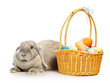 Foto: Lop-earred Rabbit Lop-earred Rabbit