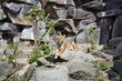 Young Lion