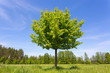 Photo: Tree on meadow Tree on meadow