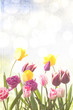 tulips on a sunny background