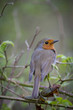 Robin