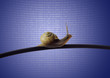 Schnecke auf Netzwerkkabel
