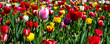 Spring tulipa background