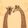 Giraffes