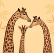 Giraffes family