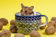 Hamster in a colorful old cup for tea.