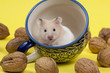 Hamster in a colorful old mug for tea.