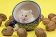 Hamster in a colorful old mug for tea.
