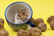 Hamster in a colorful old mug for tea.