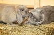 Cat and Rabbit