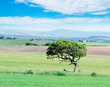 tree and sky