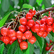 Sweet Cherries after rain